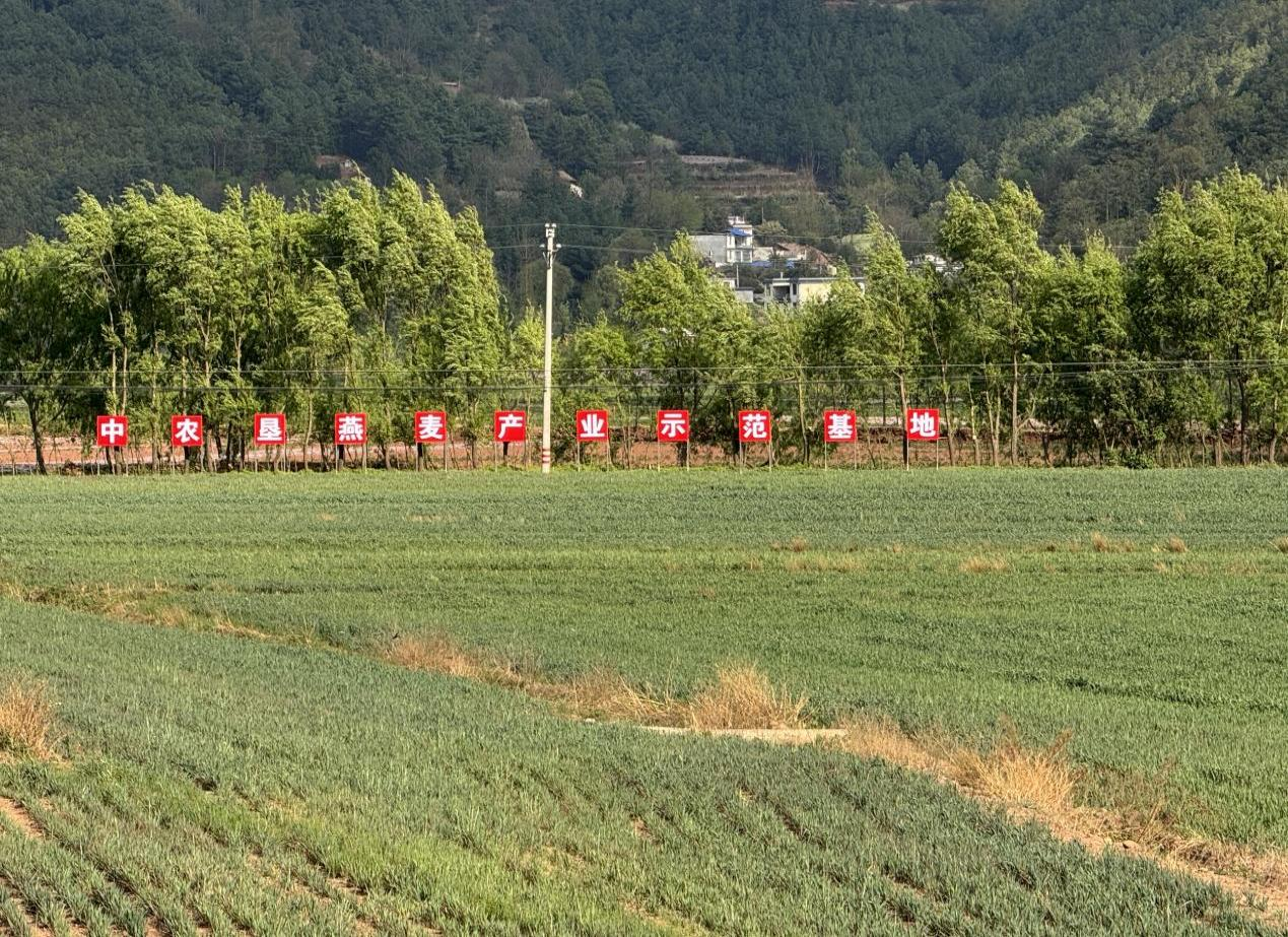 云南省曲靖市会泽县大桥乡中垦草业公司燕麦产业示范基地.png